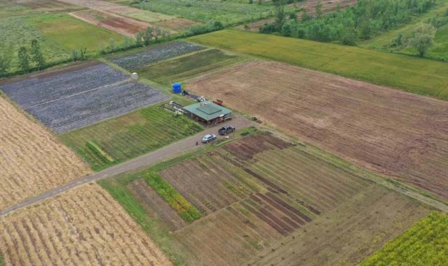 Türkiye'de o bitki en çok Samsun'da üretiliyor