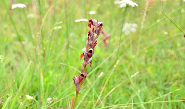 Türkiye'de o bitki en çok Samsun'da üretiliyor