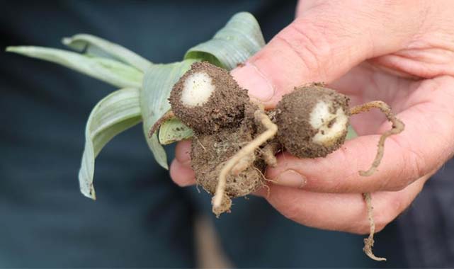 Türkiye'de o bitki en çok Samsun'da üretiliyor