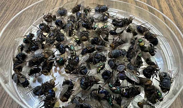 Samsun'da sır ölümler 'sinekler' ve 'böcekler' sayesinde aydınlatılıyor