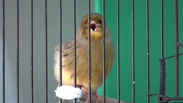 Nesli tükenme tehlikesindeki kuşların korunmasına TÜBİTAK desteği