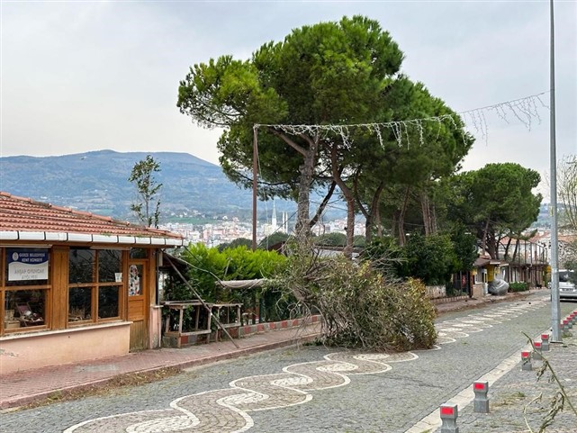 Sinop'ta fırtına ağaçları devirdi çatıları uçurdu