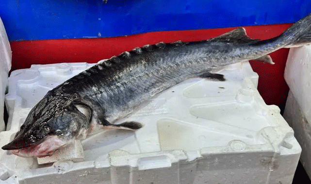 Balıkçının ağına iki milyon lira değerinde balık takıldı