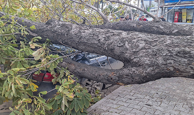 Samsun'da şiddetli rüzgarın devirdiği ağaç otomobillerde maddi hasar yarattı