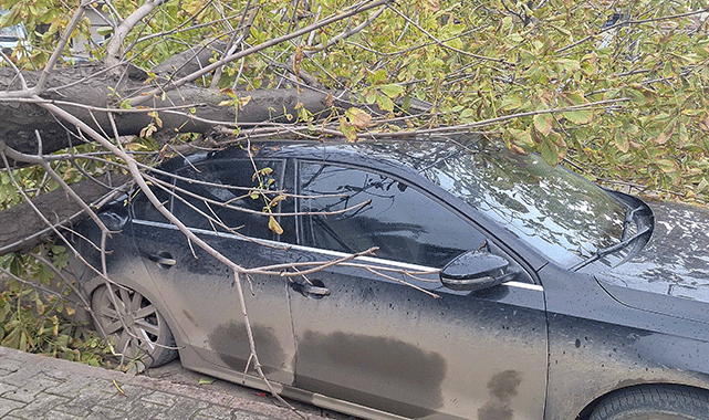 Samsun'da şiddetli rüzgarın devirdiği ağaç otomobillerde maddi hasar yarattı