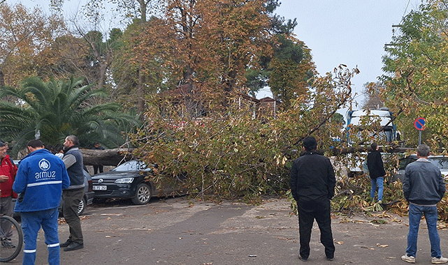 Samsun'da şiddetli rüzgarın devirdiği ağaç otomobillerde maddi hasar yarattı