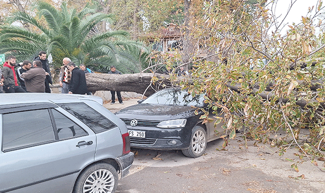 Samsun'da şiddetli rüzgarın devirdiği ağaç otomobillerde maddi hasar yarattı