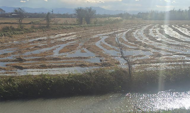 Bafra'nın Fener Mahallesi sular altında kaldı!