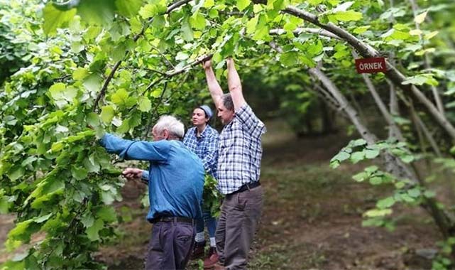 Sinan Atik: ‘’Fındıkta üretim payı yüzde 65 düştü’’