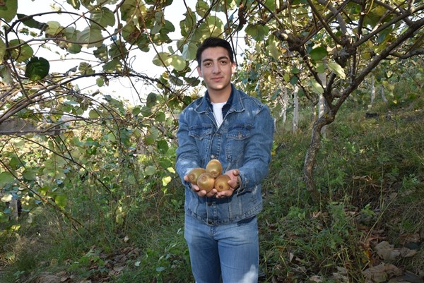 Samsun'da üniversitelilerden kivi hasadı