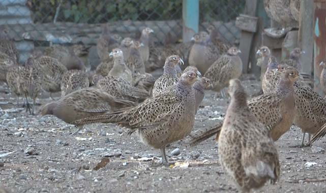 Samsun'da 370 bin sülün doğaya salındı