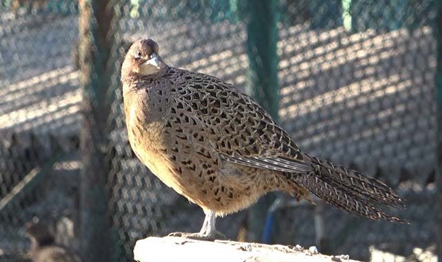 Samsun'da 370 bin sülün doğaya salındı