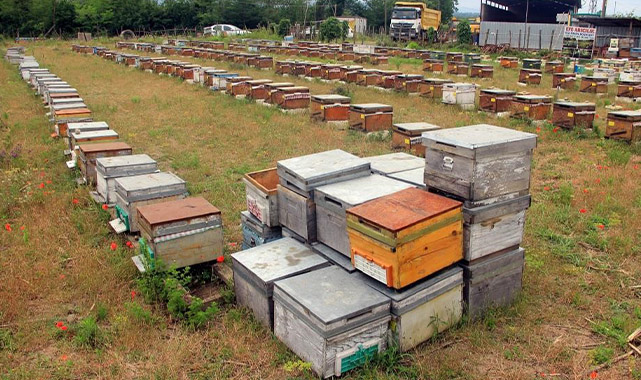 Samsun Büyükşehir'den açıklama: 'Kestane balının rengi koyu olmalı'