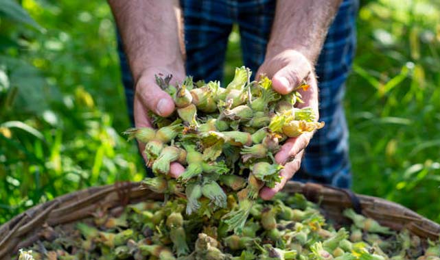Fındık fiyatları çakıldı! Samsun’da fiyatlar ne kadar?