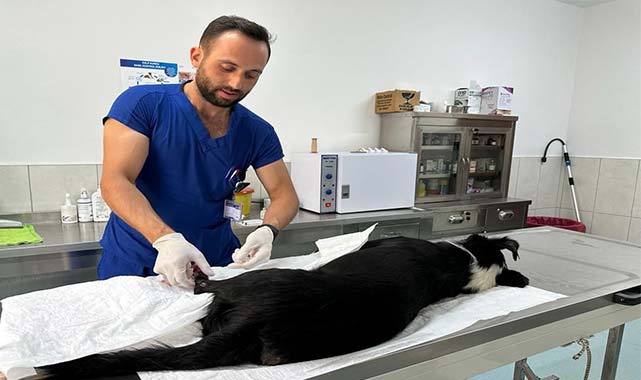 Samsun'da 30 binden fazla hayvan tedavi edildi