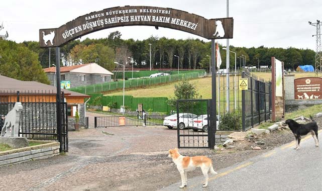 Samsun'da 30 binden fazla hayvan tedavi edildi