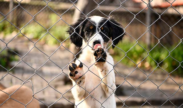 Samsun'da 30 binden fazla hayvan tedavi edildi