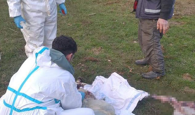 Bu koyunlar neden ölüyor? Samsun'dan haber bekleniyor