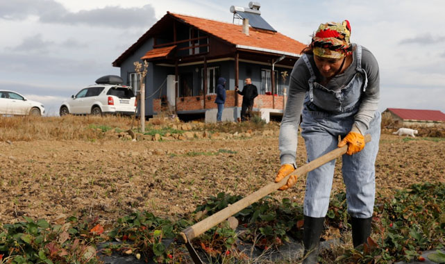 İstanbul'da yöneticiydi şimdi Samsun’da çiftçi oldu