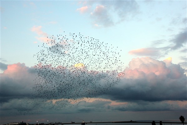 Sığırcıkların gökyüzündeki görsel şöleni