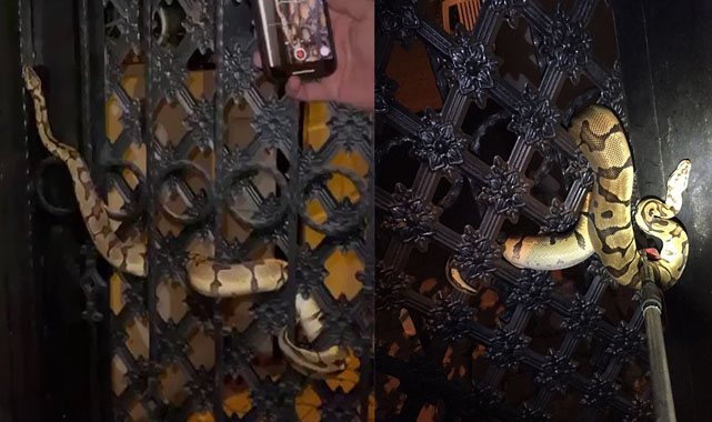 Antalya'da mahalleye korku salan kral pitonu