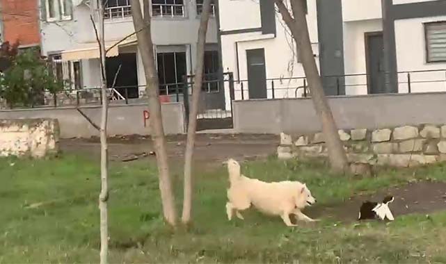 Samsun’da ördekleri boğazlayan köpeğe kafes cezası