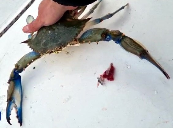 Balıkçıların korkulu rüyası ağlara dev mavi yengeçler çoğalıyor