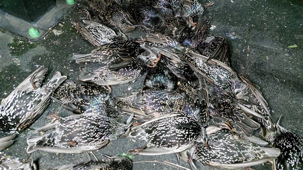 Samsun'da fırtına ağaçları devirdi çatıları uçurdu