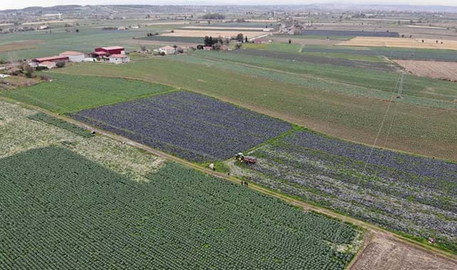 Samsun tarımında karnabahar zirveye çıkıyor