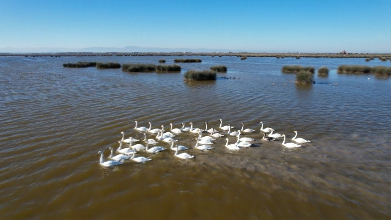 Kızılırmak Deltası'nda görülmeyen güzellik: Nadir canlılar kameralara yansıdı