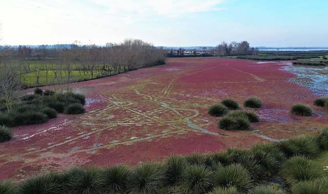 Samsun'un gözdesi: Kızılırmak Deltası doğa tutkunlarını büyülüyor!