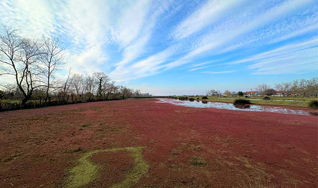 Samsun'un gözdesi: Kızılırmak Deltası doğa tutkunlarını büyülüyor!