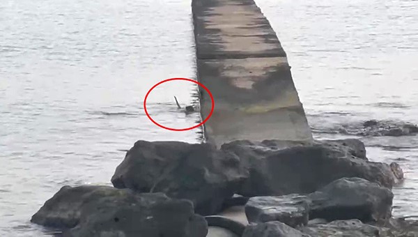 Nadir görülen su samuru, Atakum sahilinde görenleri büyüledi