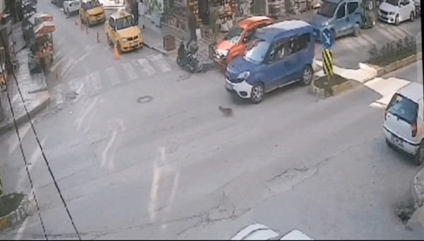 İki aracın ezdiği kedinin yardımına esnaf koştu