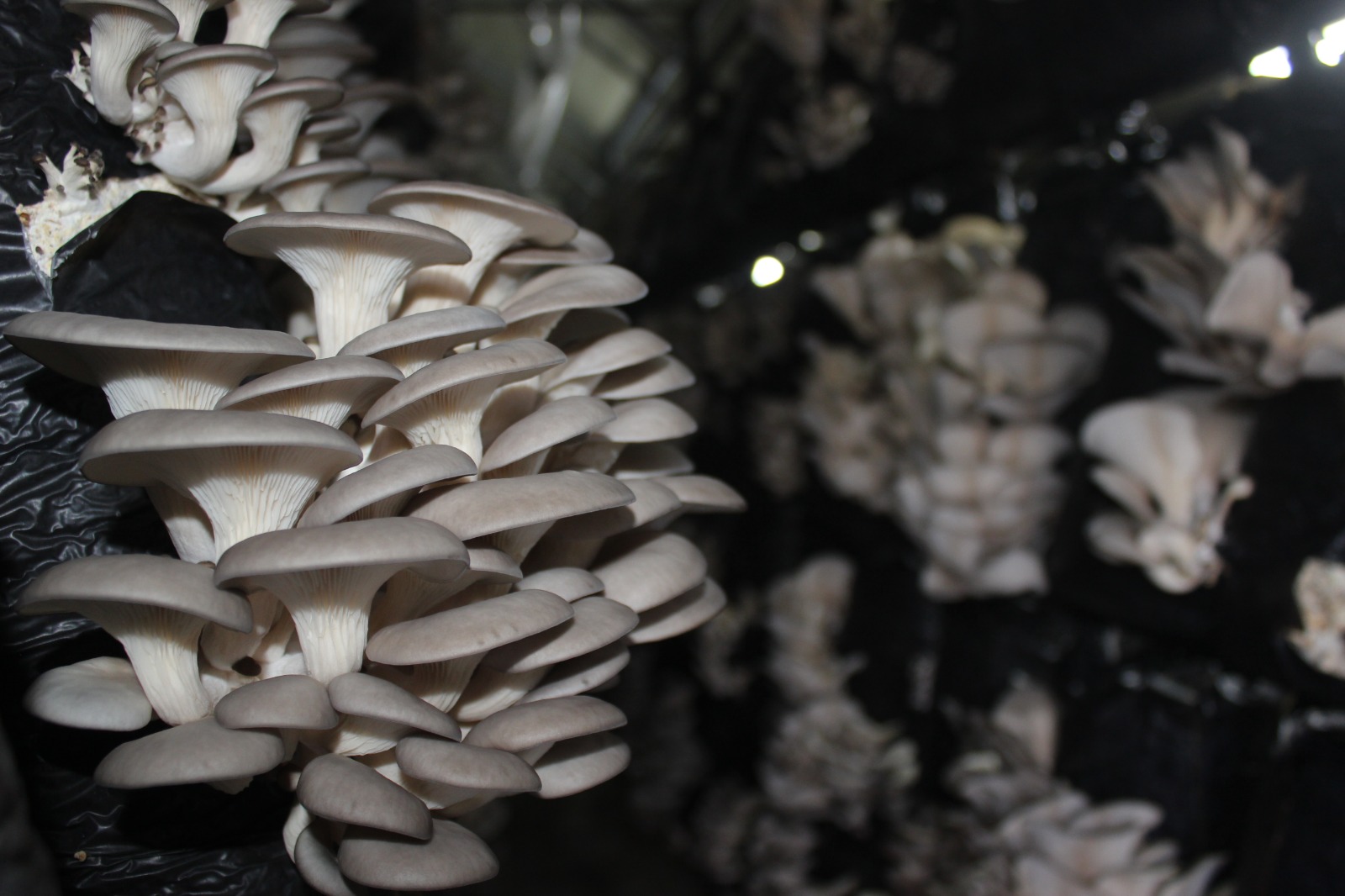 Samsun'da girişimci kadınlar mantar üretiyor