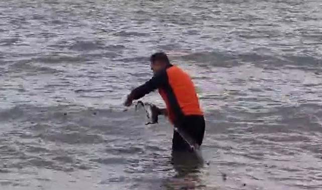 Samsun'da cesur vatandaş karabatağı ölümden kurtardı!