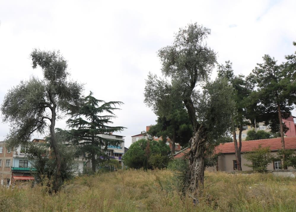 Samsun'da zeytin üretimi artıyor! Fabrikalar yolda