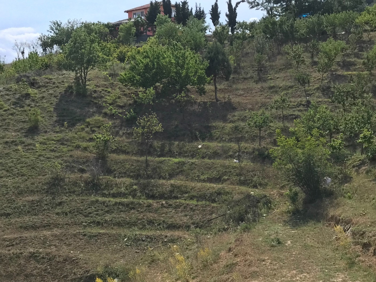 Samsun'da zeytin üretimi artıyor! Fabrikalar yolda
