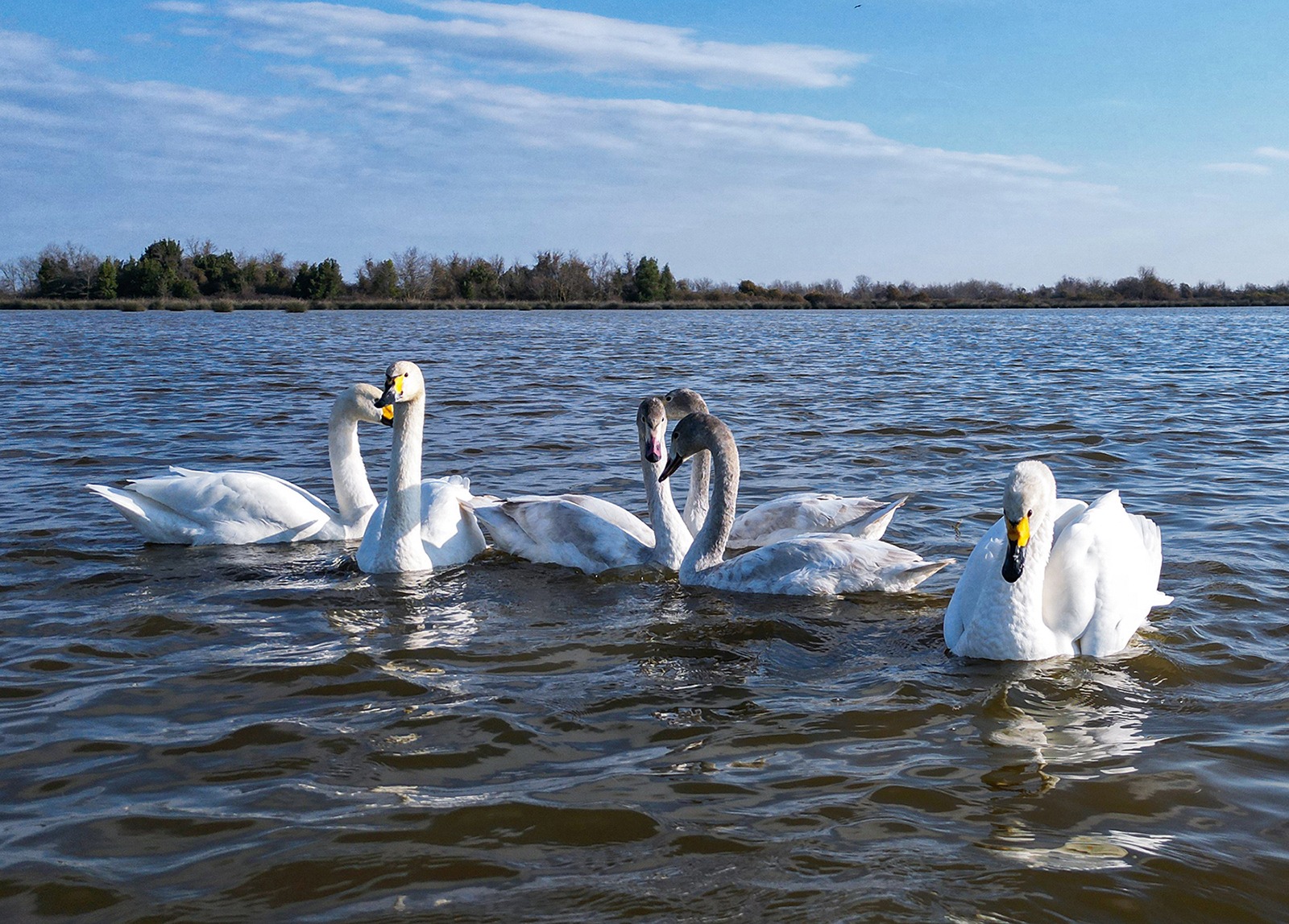 Kuş Cenneti’nin misafiri göçmen kuşlar