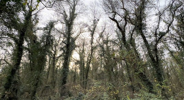 Bu ormana bilim adamı olmayan giremiyor