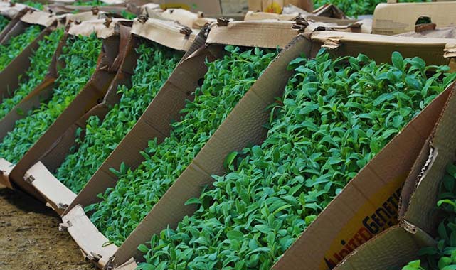 Samsun'da Büyükşehir'den tarıma dev yatırım: 21 milyon TL destek