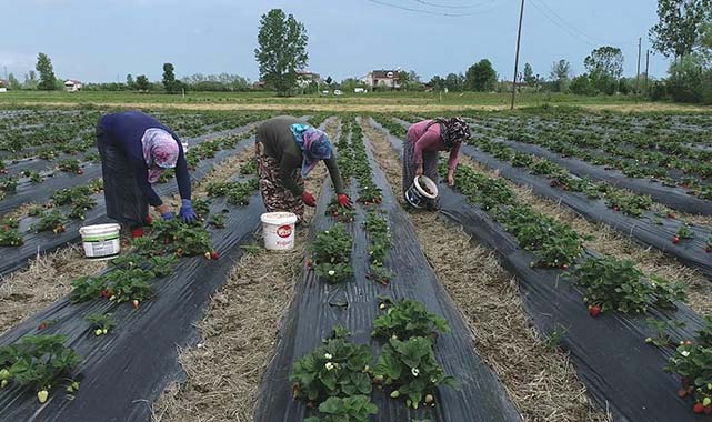 Samsun'da Büyükşehir'den tarıma dev yatırım: 21 milyon TL destek