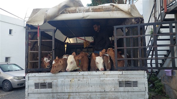 Buzağı satıcılarını darp eden 6 kişi tutuklandı