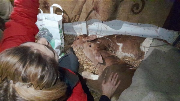 Buzağı satıcılarını darp eden 6 kişi tutuklandı