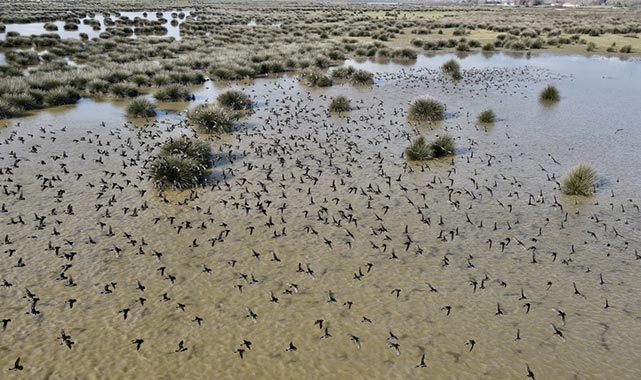 Kızılırmak Deltası'nın benzersiz güzellikleri