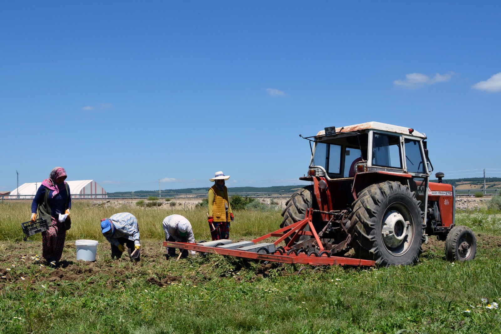 Ladik, Osmanlı'dan gelen lale kültürünü yaşatıyor