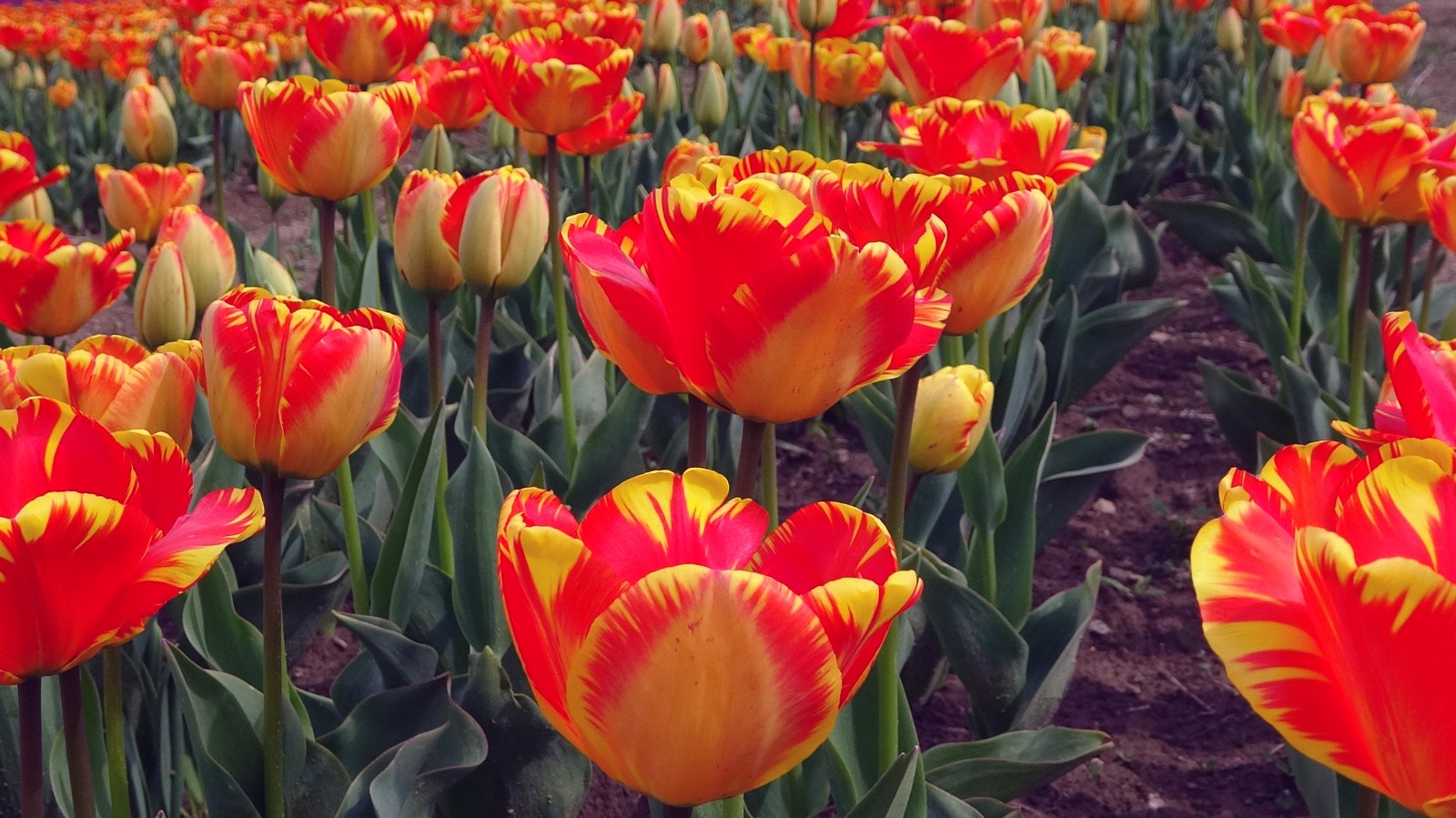 Ladik, Osmanlı'dan gelen lale kültürünü yaşatıyor