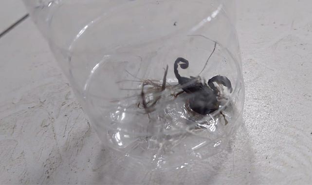 Samsun'da yurtta akrep alarmı