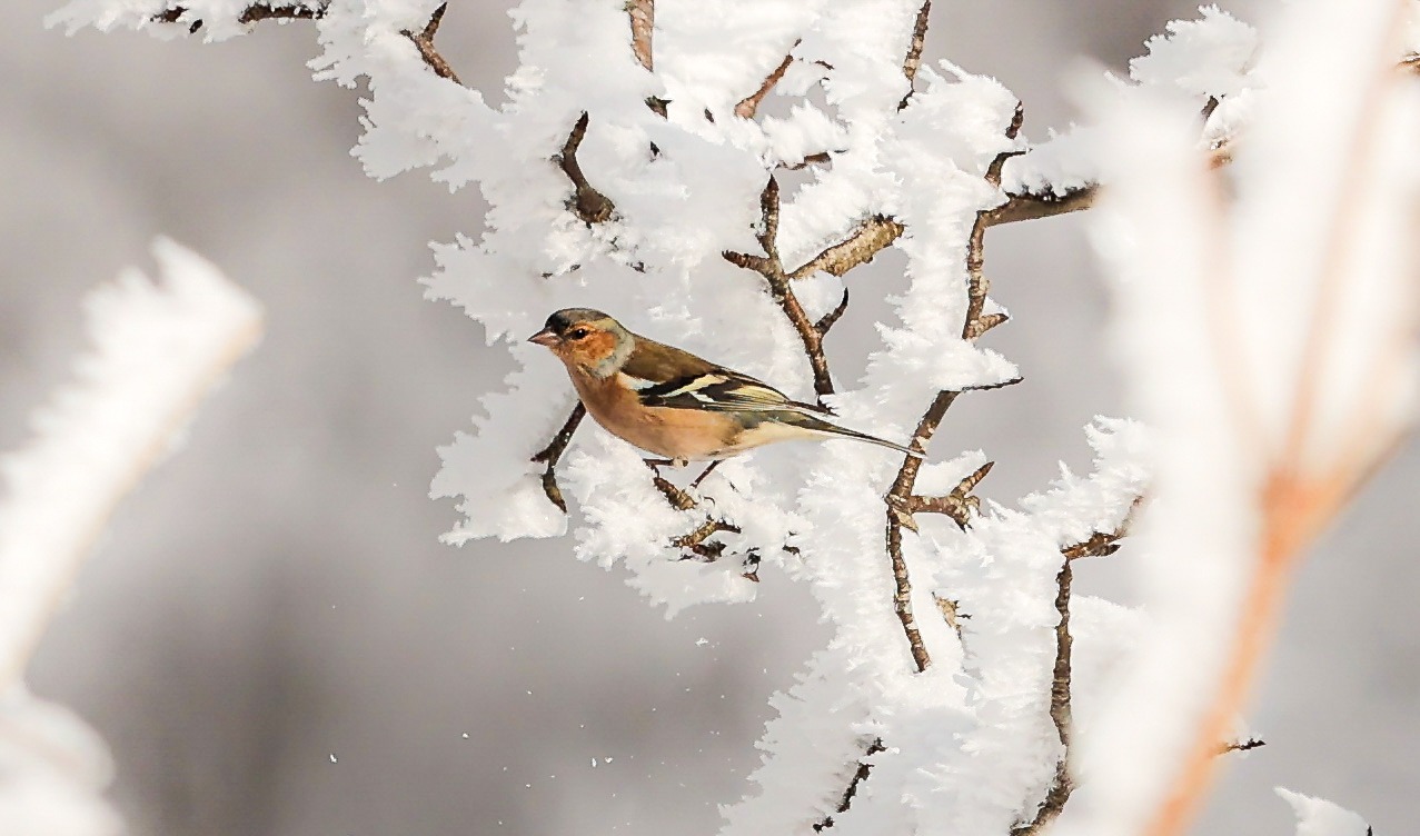 Samsun'un doğal cenneti: Kocadağ Yaylası
