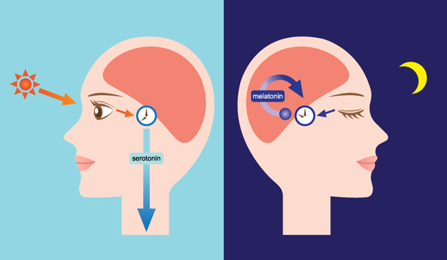 KARANLIĞIN HORMONU; MELATONİN